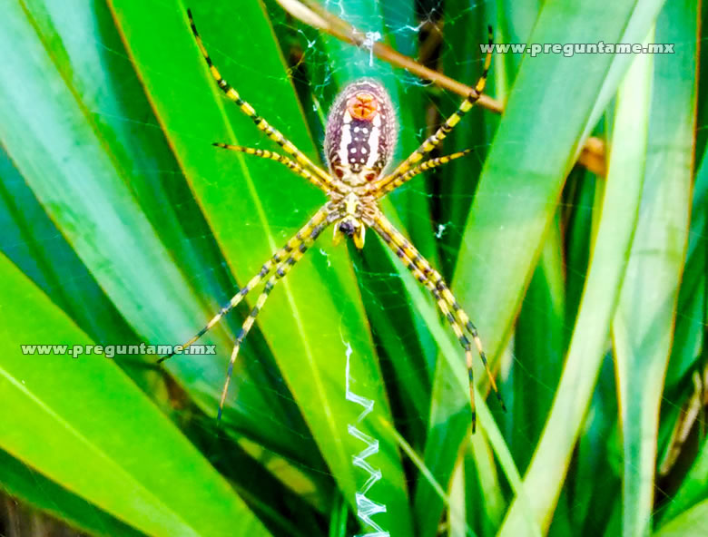 Araña Tigre en Mexico